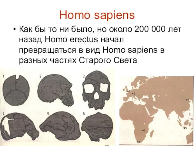 Homo sapiens Как бы то ни было, но около 200 000 лет