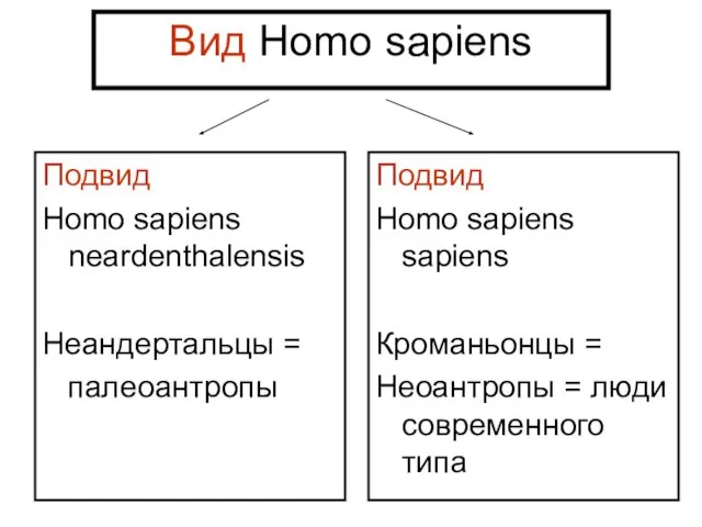 Вид Homo sapiens Подвид Homo sapiens neardenthalensis Неандертальцы = палеоантропы Подвид Homo