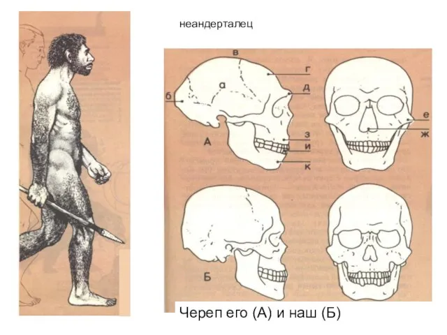 Череп его (А) и наш (Б) неандерталец