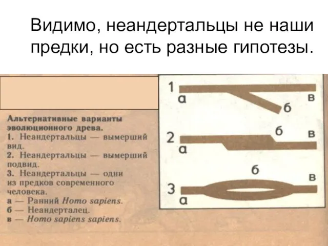 Видимо, неандертальцы не наши предки, но есть разные гипотезы.