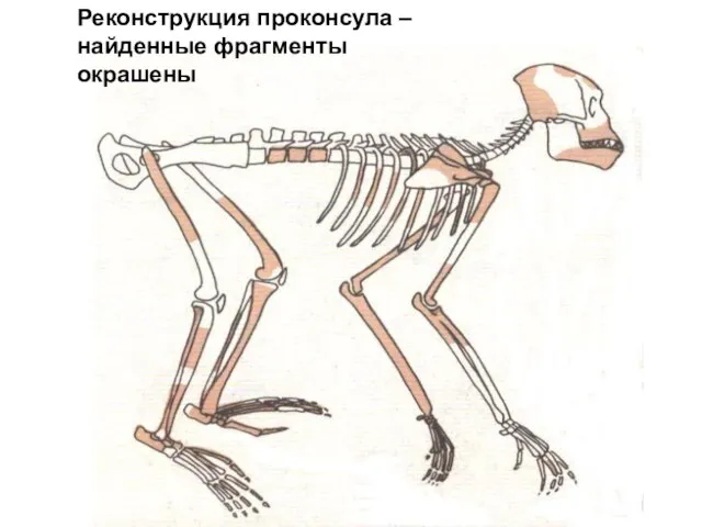 Реконструкция проконсула – найденные фрагменты окрашены