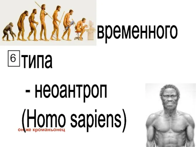 человек современного типа - неоантроп (Homo sapiens) он же кроманьонец 6