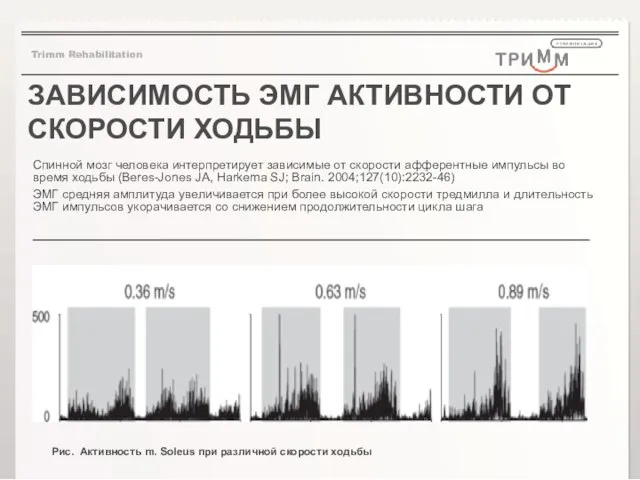 ЗАВИСИМОСТЬ ЭМГ АКТИВНОСТИ ОТ СКОРОСТИ ХОДЬБЫ Спинной мозг человека интерпретирует зависимые от