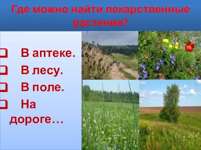 Где можно найти лекарственные растения? В аптеке. В лесу. В поле. На дороге…