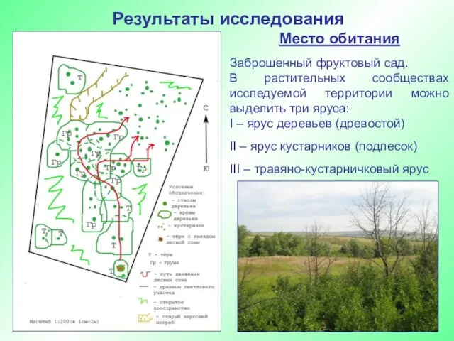 Результаты исследования Место обитания Заброшенный фруктовый сад. В растительных сообществах исследуемой территории