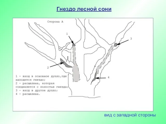 Гнездо лесной сони вид с западной стороны