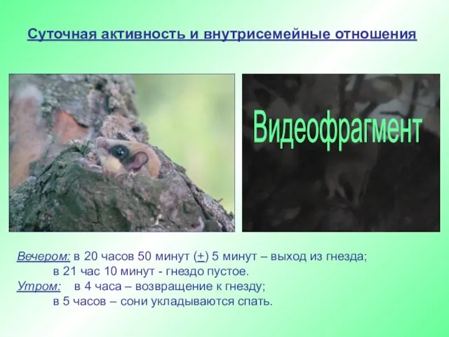 Суточная активность и внутрисемейные отношения Вечером: в 20 часов 50 минут (+)