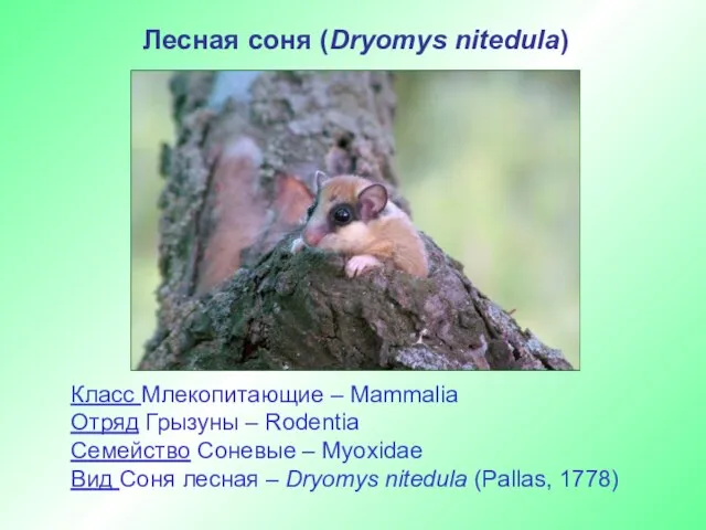 Лесная соня (Dryomys nitedula) Класс Млекопитающие – Mammalia Отряд Грызуны – Rodentia