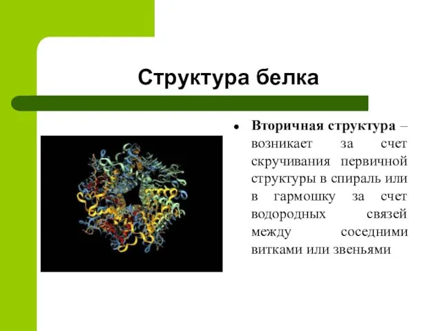 Структура белка Вторичная структура – возникает за счет скручивания первичной структуры в