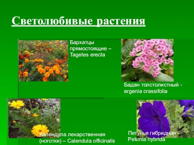 Светолюбивые растения Бархатцы прямостоящие – Tagetes erecta Бадан толстолистный - ergenia crassifolia