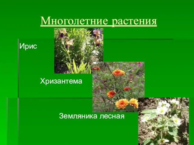 Многолетние растения Ирис Хризантема Земляника лесная