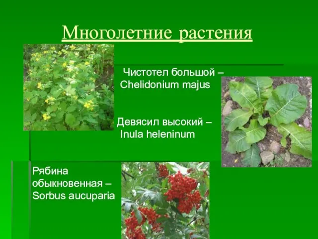 Многолетние растения Чистотел большой – Chelidonium majus Девясил высокий – Inula heleninum