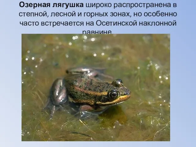 Озерная лягушка широко распространена в степной, лесной и горных зонах, но особенно