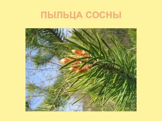 ПЫЛЬЦА СОСНЫ