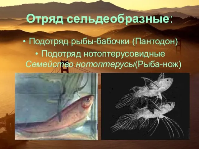 Отряд сельдеобразные: Подотряд рыбы-бабочки (Пантодон) Подотряд нотоптерусовидные Семейство нотоптерусы(Рыба-нож)