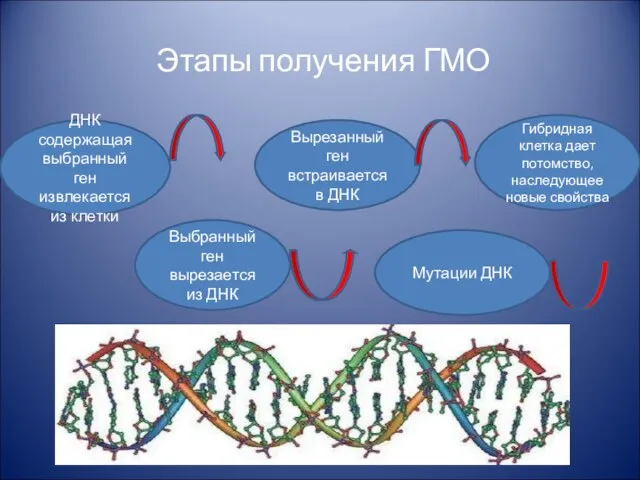 Этапы получения ГМО ДНК содержащая выбранный ген извлекается из клетки Выбранный ген