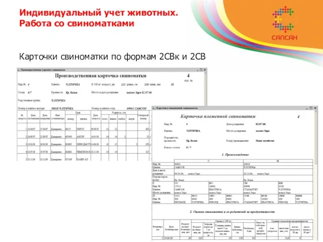 Карточки свиноматки по формам 2СВк и 2СВ Индивидуальный учет животных. Работа со свиноматками