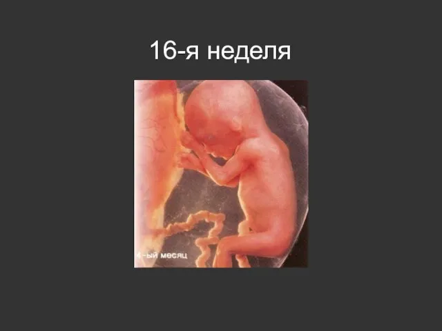 16-я неделя