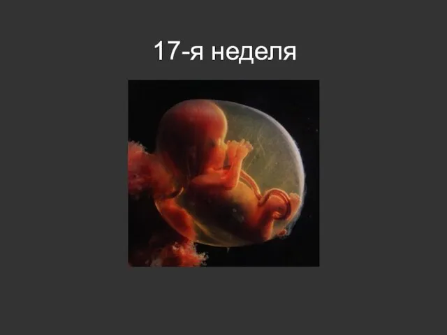 17-я неделя