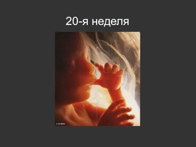 20-я неделя