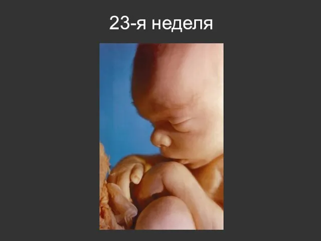 23-я неделя