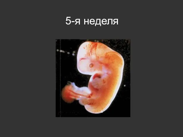 5-я неделя