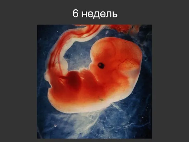 6 недель