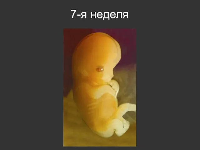 7-я неделя