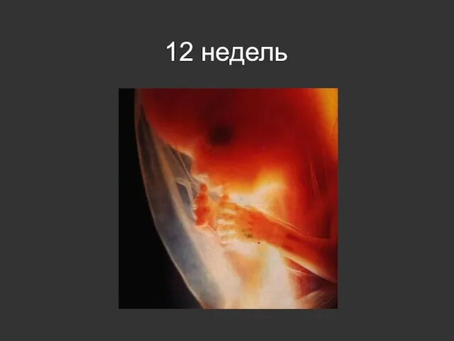 12 недель