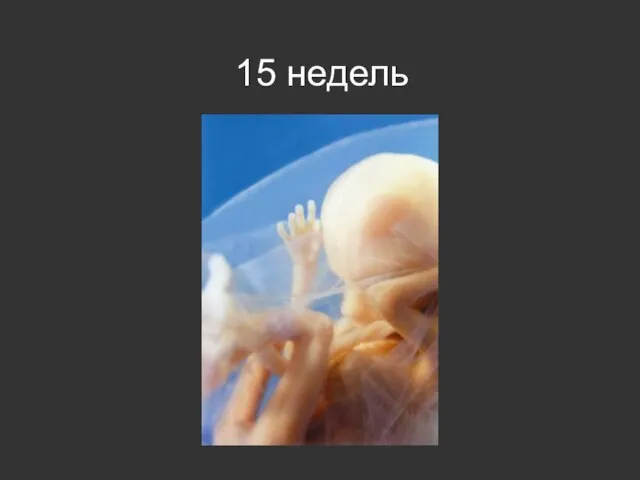 15 недель