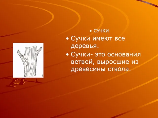 СУЧКИ Сучки имеют все деревья. Сучки- это основания ветвей, выросшие из древесины ствола.