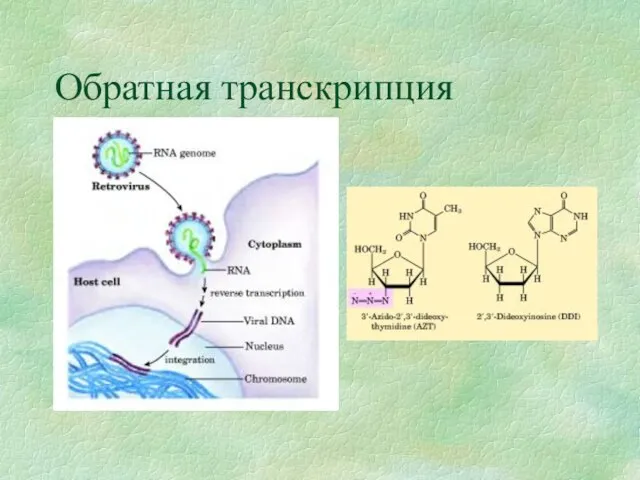 Обратная транскрипция