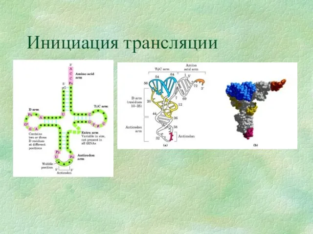 Инициация трансляции