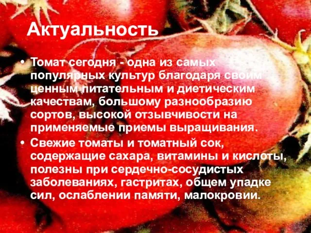 Актуальность Томат сегодня - одна из самых популярных культур благодаря своим ценным