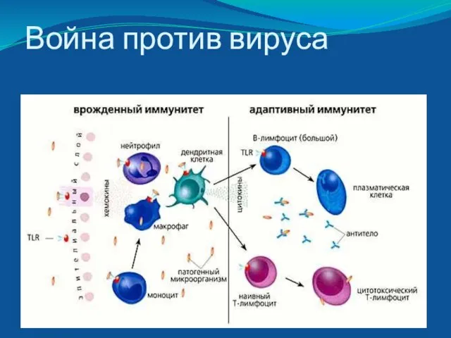 Война против вируса