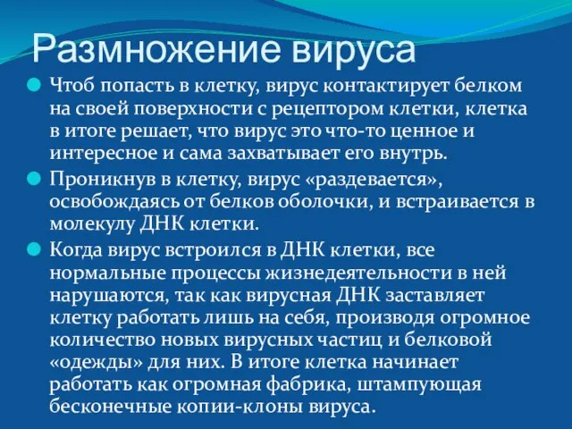 Размножение вируса Чтоб попасть в клетку, вирус контактирует белком на своей поверхности