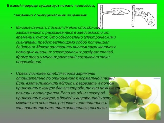В живой природе существует немало процессов, связанных с электрическими явлениями Многие цветы