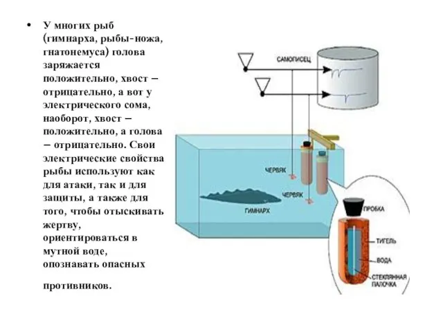 У многих рыб (гимнарха, рыбы-ножа, гнатонемуса) голова заряжается положительно, хвост – отрицательно,