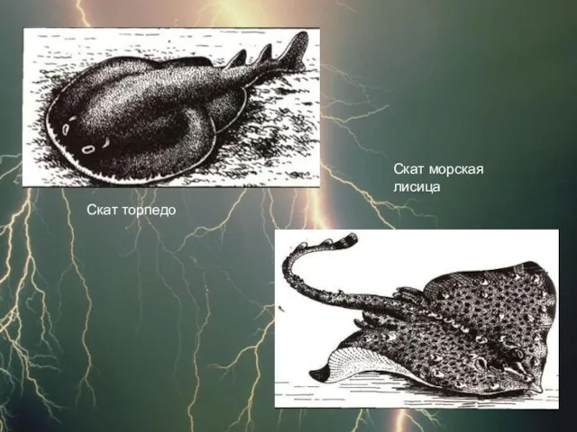 Скат торпедо Скат морская лисица