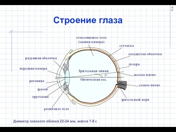 Строение глаза Диаметр глазного яблока 22-24 мм, масса 7-8 г.