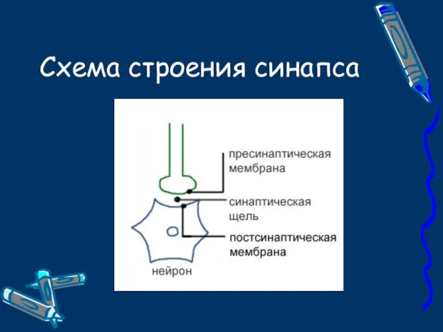 Схема строения синапса