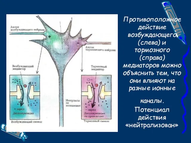 Противоположное действие возбуждающего (слева) и тормозного (справа) медиаторов можно объяснить тем, что