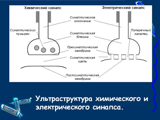 Ультраструктура химического и электрического синапса.