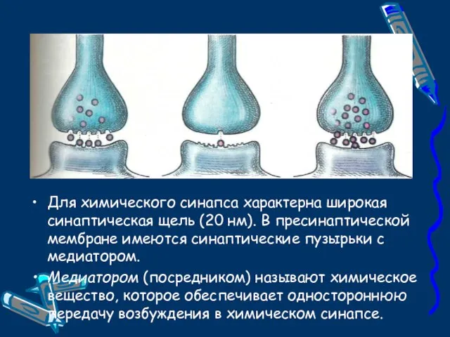 Для химического синапса характерна широкая синаптическая щель (20 нм). В пресинаптической мембране