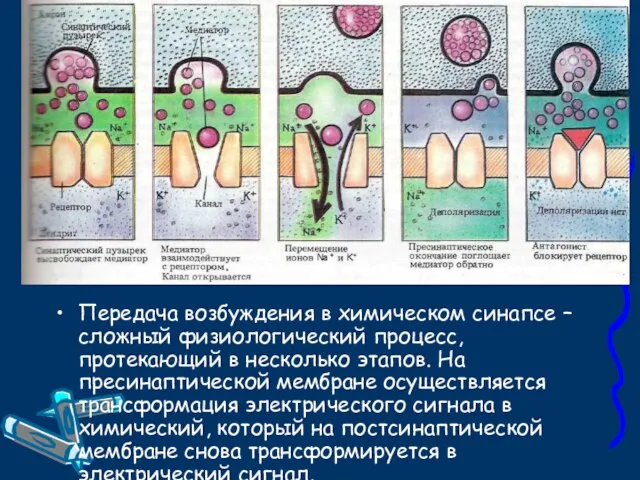 Передача возбуждения в химическом синапсе – сложный физиологический процесс, протекающий в несколько