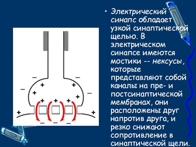 Электрический синапс обладает узкой синаптической щелью. В электрическом синапсе имеются мостики --