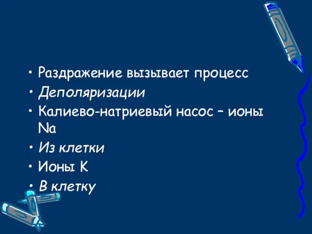 Раздражение вызывает процесс Деполяризации Калиево-натриевый насос – ионы Na Из клетки Ионы K В клетку