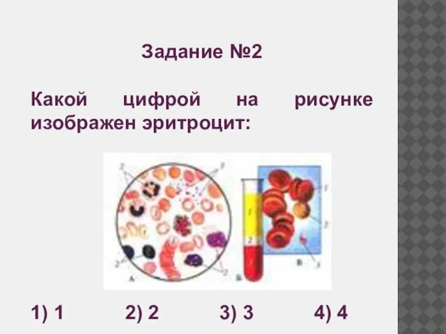 Задание №2 Какой цифрой на рисунке изображен эритроцит: 1) 1 2) 2 3) 3 4) 4