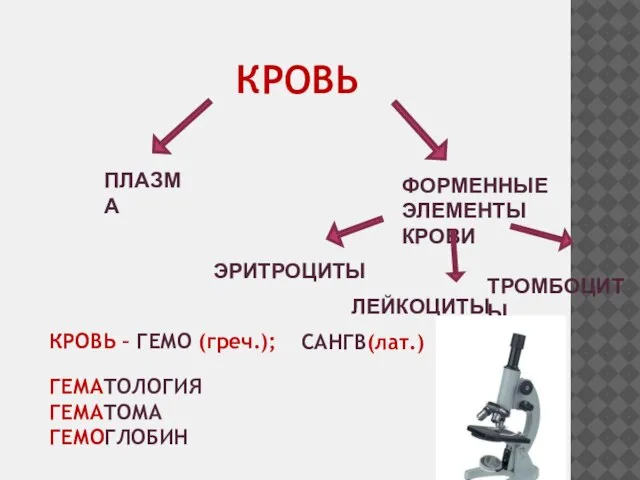 КРОВЬ ПЛАЗМА ФОРМЕННЫЕ ЭЛЕМЕНТЫ КРОВИ ЭРИТРОЦИТЫ ЛЕЙКОЦИТЫ ТРОМБОЦИТЫ КРОВЬ – ГЕМО (греч.); ГЕМАТОЛОГИЯ ГЕМАТОМА ГЕМОГЛОБИН САНГВ(лат.)