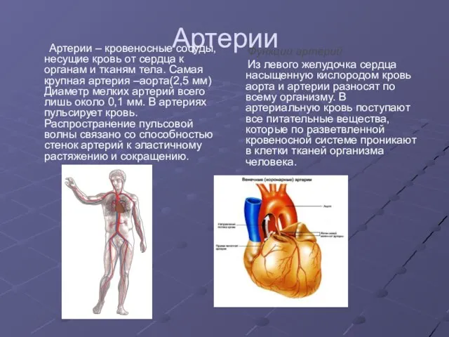 Артерии Артерии – кровеносные сосуды, несущие кровь от сердца к органам и